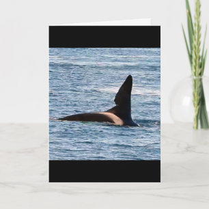Carte Baleine tueuse John Coe personnalisable Orque de l