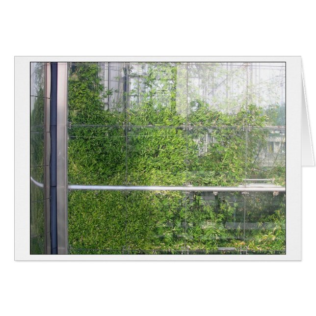 Carte BAMBOOS (Devant horizontal)