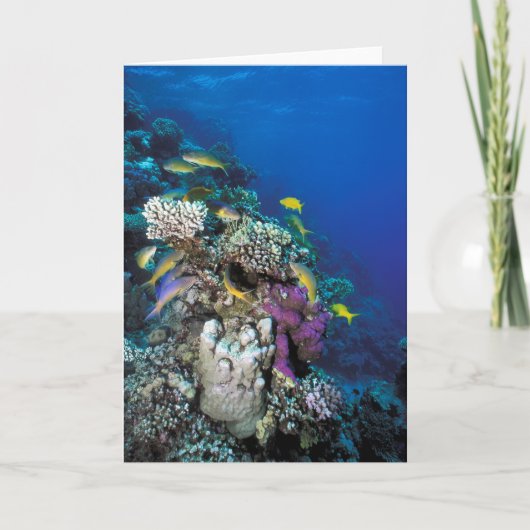 Carte Banc de rougets autour d'un petit corail (Devant)