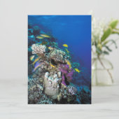 Carte Banc de rougets autour d'un petit corail (Debout devant)