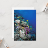 Carte Banc de rougets autour d'un petit corail (Devant/Arrière en situation)