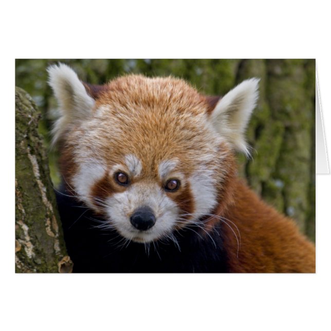 Carte Bandit Rouge (Devant horizontal)