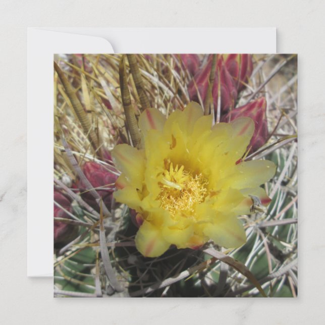 Carte Baril Cactus Fishhook Jaune (Devant)