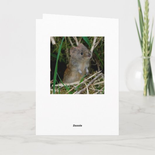 Carte Barn owl Ecosse (Dos)