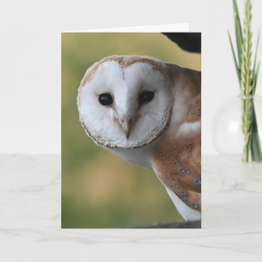 Carte Barn owl Ecosse (Devant)