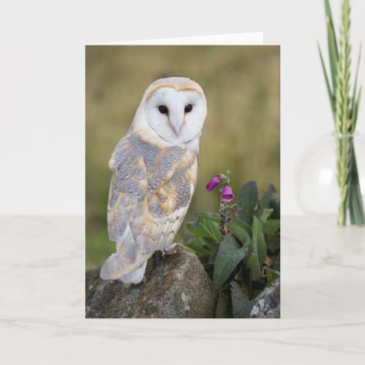 Carte Barn Owl et Foxglove (Devant)