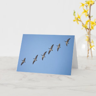 Carte Barnacle Geese
