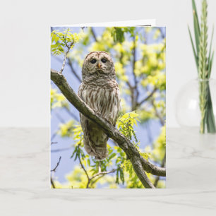 Carte Barred Owl