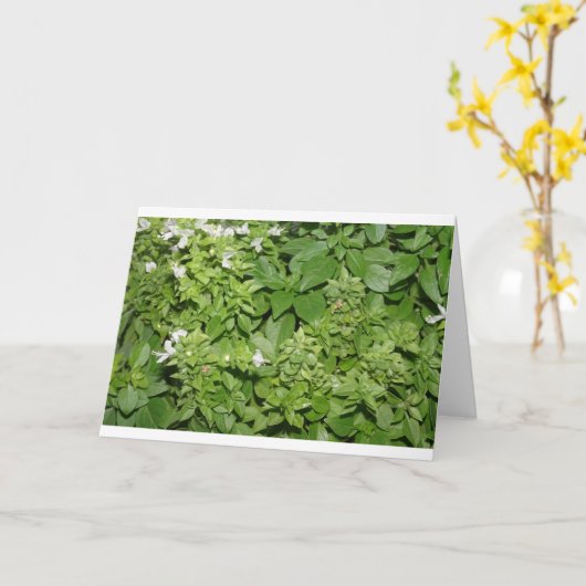 Carte Basilic (Ocimum basilicum) (Fleur jaune)