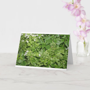 Carte Basilic (Ocimum basilicum)