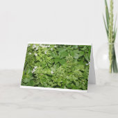 Carte Basilic (Ocimum basilicum) (Devant)