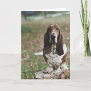 Carte Basset Hound