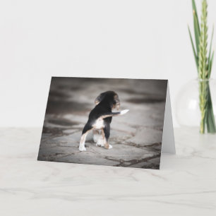 Carte Beagle bébé en bas