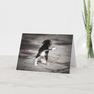 Carte Beagle bébé en bas