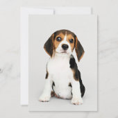 Carte Beagle Chiot, incroyablement mignon (Devant)