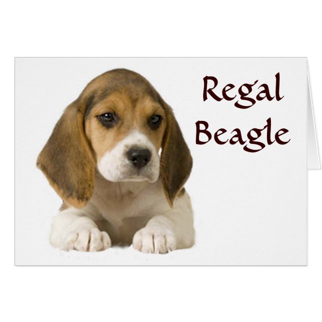 Carte beagle Regal (Devant horizontal)