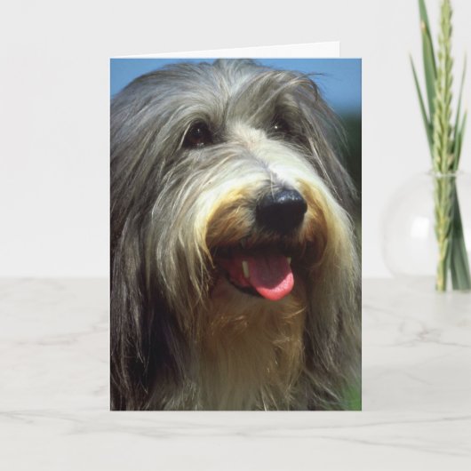 Carte Bearded Collie (Devant)