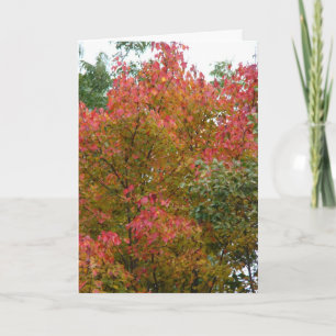 Carte Beau arbre, la beauté de Dieu