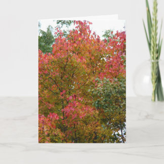 Carte Beau arbre, la beauté de Dieu