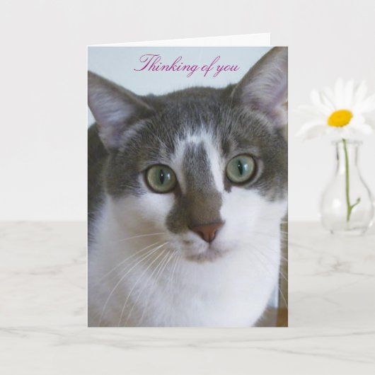 Carte Beau chat gris et blanc-Pensée de vous (Petite plante)