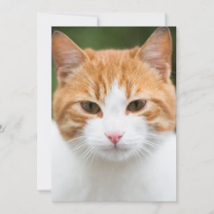 Carte Beau chat rouge