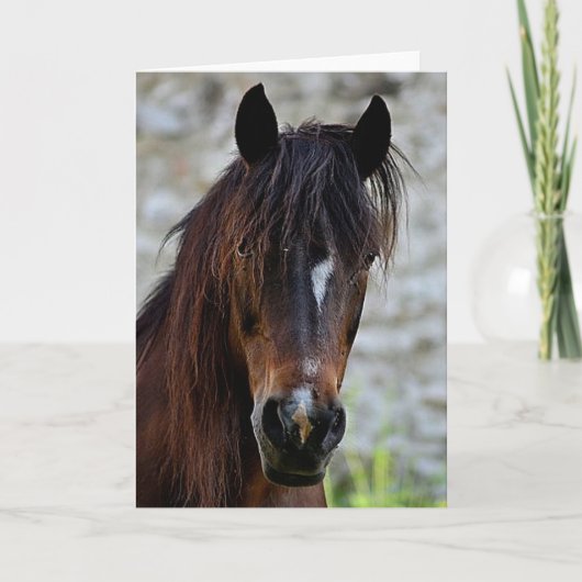 Carte Beau cheval Brown (Devant)