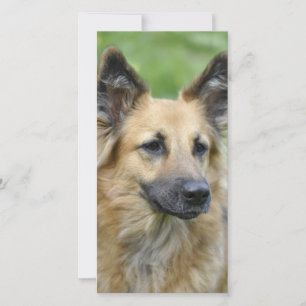 Carte Beau chien