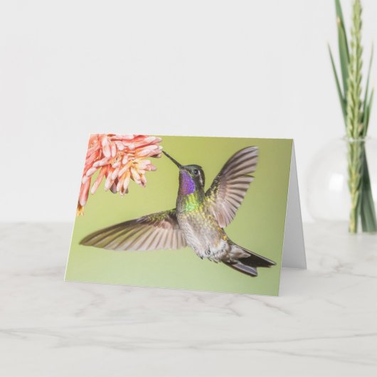 Carte Beau colibri volant à une sympathie de fleurs (Devant)