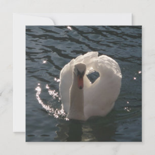 Carte Beau oreiller à lancer de cygne blanc