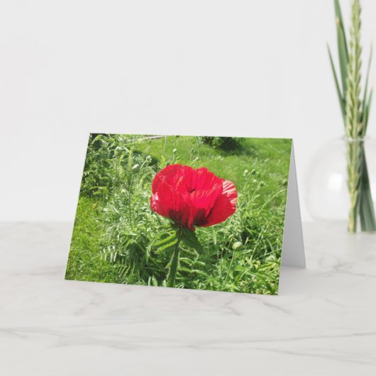 Carte Beau Pavot rouge (Devant)