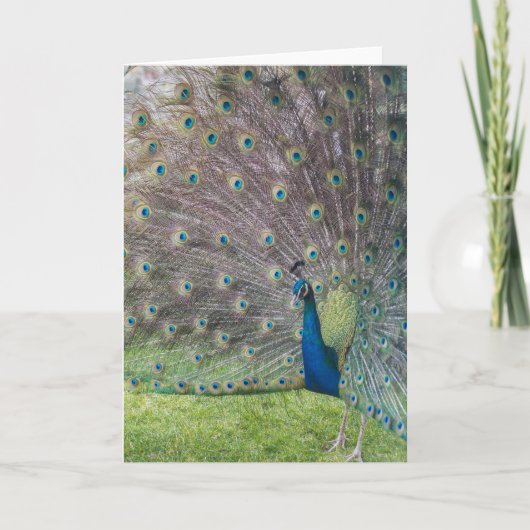 Carte Beau Peacock (Devant)
