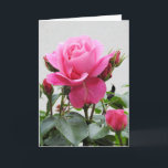 Carte Beau rose de rose<br><div class="desc">Beau rose de rose. Articles assortis disponibles dans notre magasin.</div>