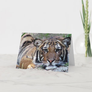 Carte Beau tigre toute l'occasion
