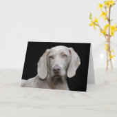 Carte Beau Weimaraner chasse chien (Fleur jaune)