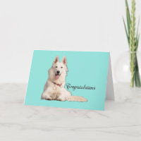 Beau White German Shepherd Félicitation Job