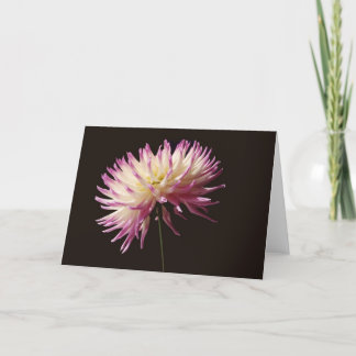 Carte beauté absolue