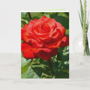 Carte Beauté de rose