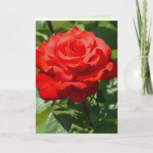 Carte Beauté de rose (Devant)