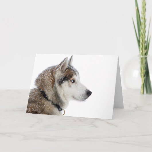 Carte Beautiful Siberian Husky dans le Snow (Devant)