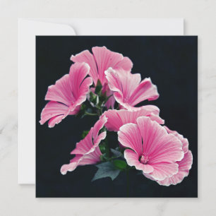 Carte Beaux Jardins Roses Mallow Roses Fleurs