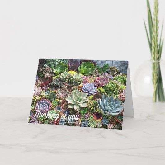 Carte Beaux succulents (Devant)