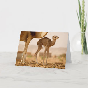 Carte Bébé Camel