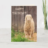 Carte Bébé chèvre Anniversaire (Devant)