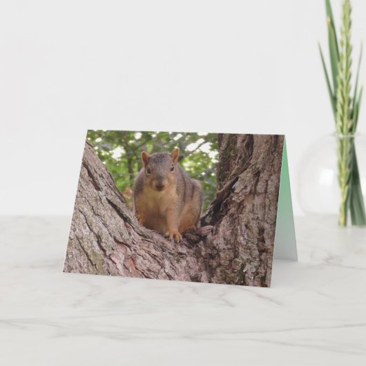 Carte Bébé écureuil mignon dans un arbre Vierge (Devant)