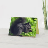 Carte Bébé écureuil noir mignon mangeant des graines dan (Devant)