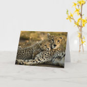 Carte Bébé guépard câlinant sa mère (Fleur jaune)