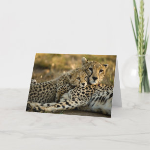 Carte Bébé guépard câlinant sa mère