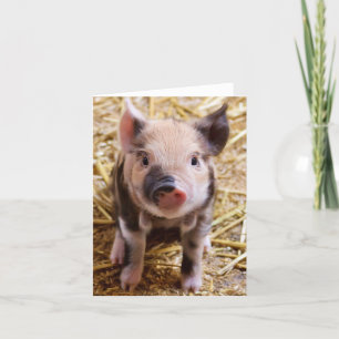 Carte Bébé mignon Animaux de la ferme des porcs Barnyard