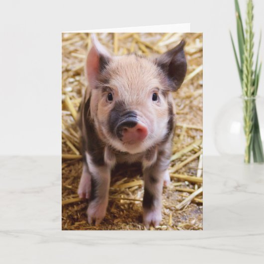 Carte Bébé mignon Animaux de la ferme des porcs Barnyard (Devant)