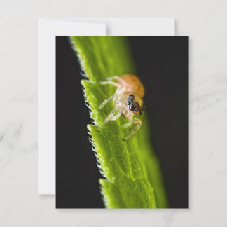 Carte Bébé mignon araignée - Salticide